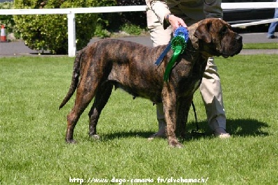 El Véhêmach' - Hiara - Championne d'Europe 2009 à Dublin