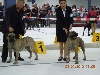  - International Dog Show of Luxemburg - 02/09/2012
