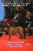 - Léon de CanMuç : 2° Meilleur chien du groupe 2 !!!!