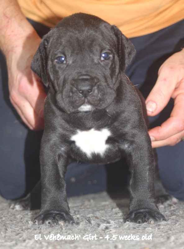 El Véhêmach' - Chiots disponibles - Dogo Canario