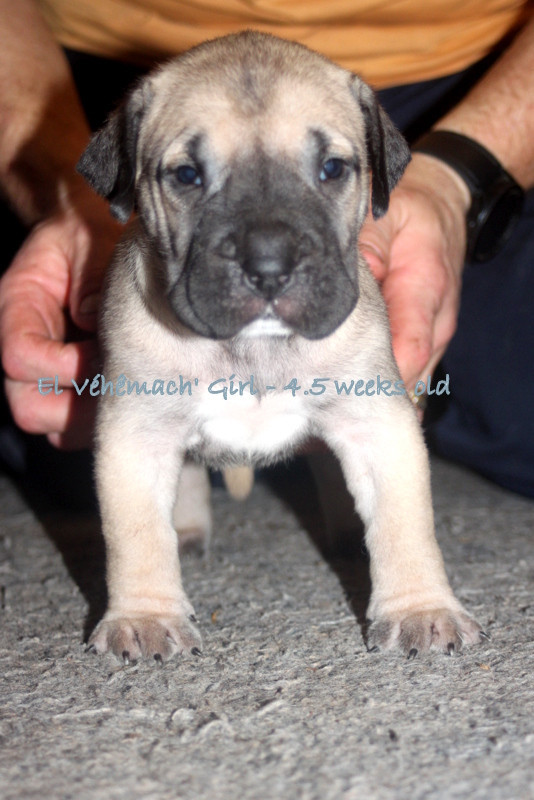 El Véhêmach' - Chiots disponibles - Dogo Canario