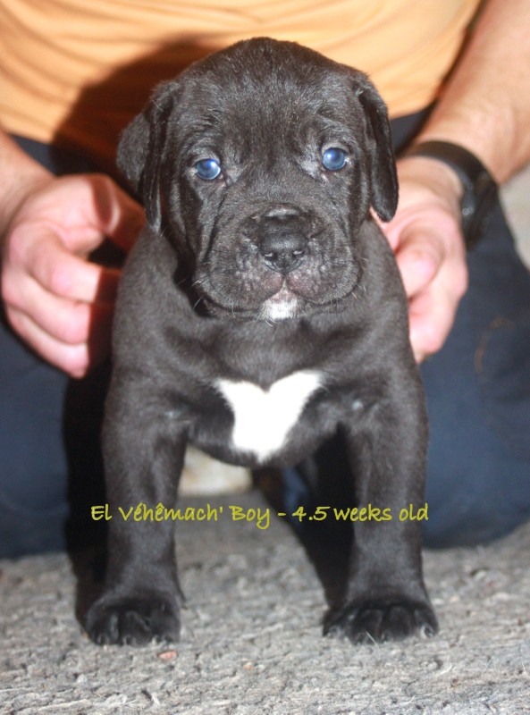El Véhêmach' - Chiots disponibles - Dogo Canario