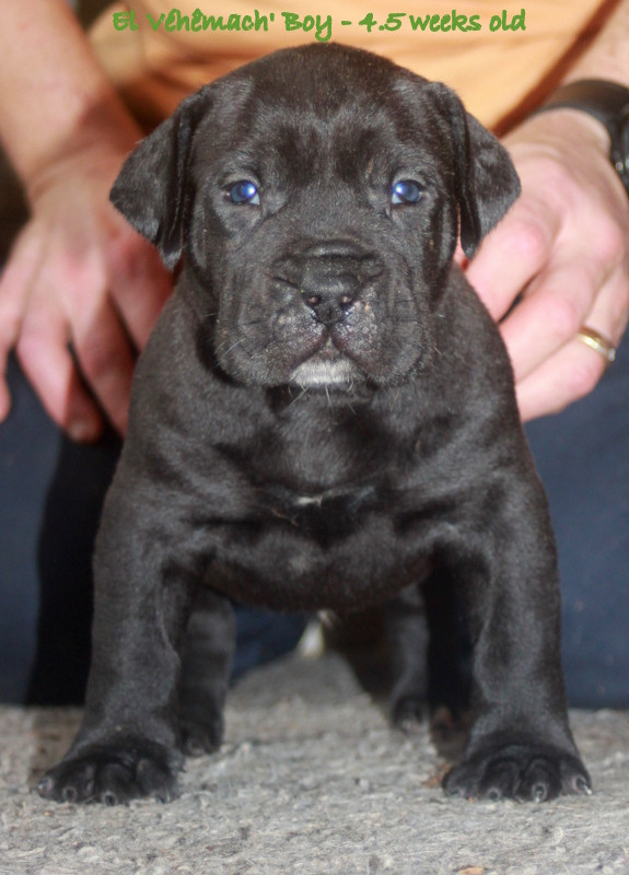 El Véhêmach' - Chiots disponibles - Dogo Canario