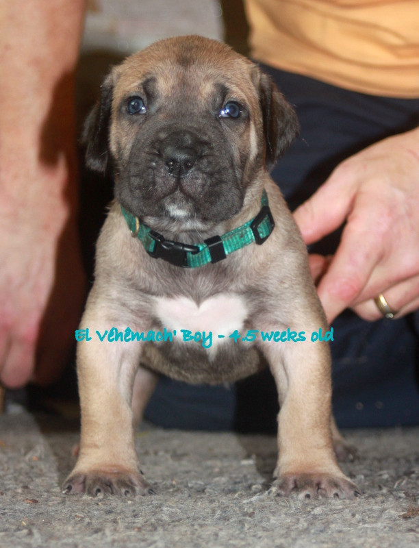 El Véhêmach' - Chiots disponibles - Dogo Canario