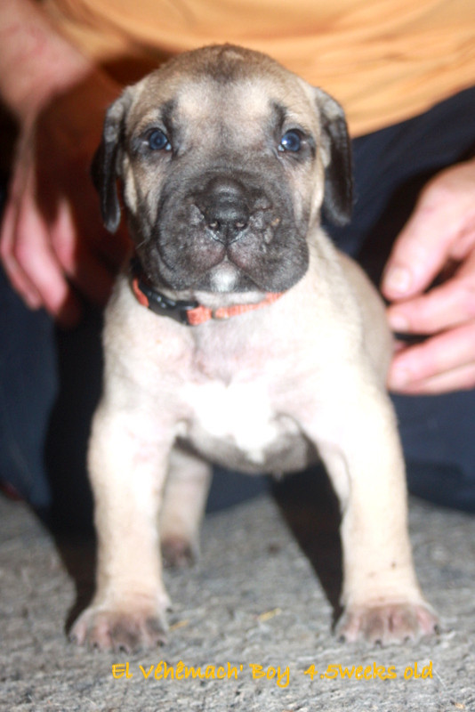 El Véhêmach' - Chiots disponibles - Dogo Canario