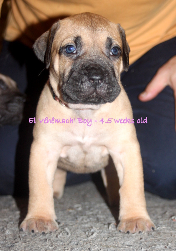 El Véhêmach' - Chiots disponibles - Dogo Canario