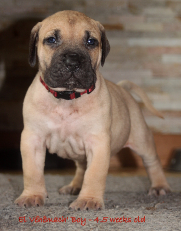 El Véhêmach' - Chiots disponibles - Dogo Canario