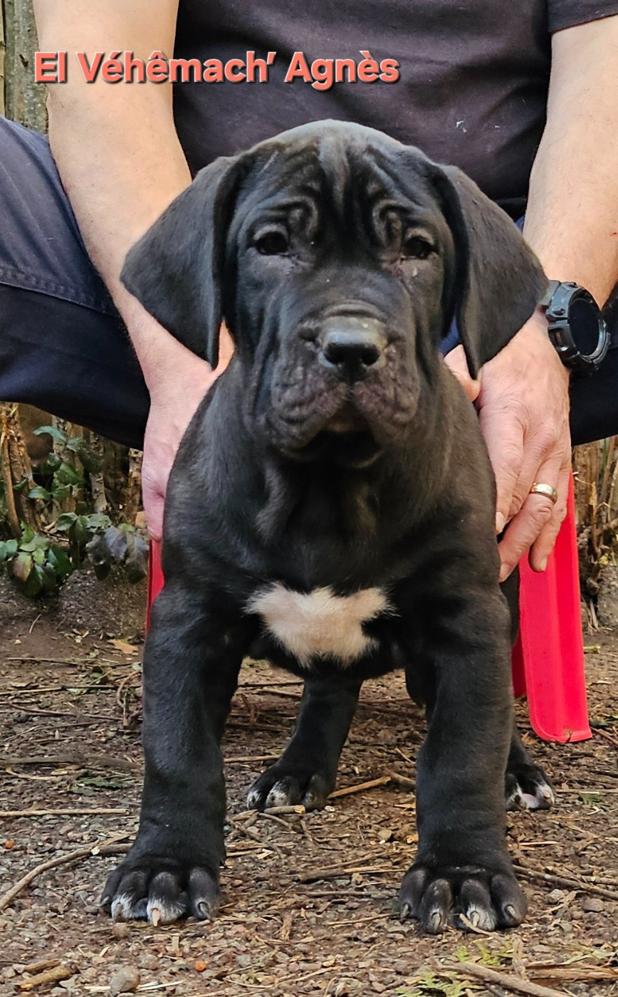 El Véhêmach' - Chiots disponibles - Dogo Canario