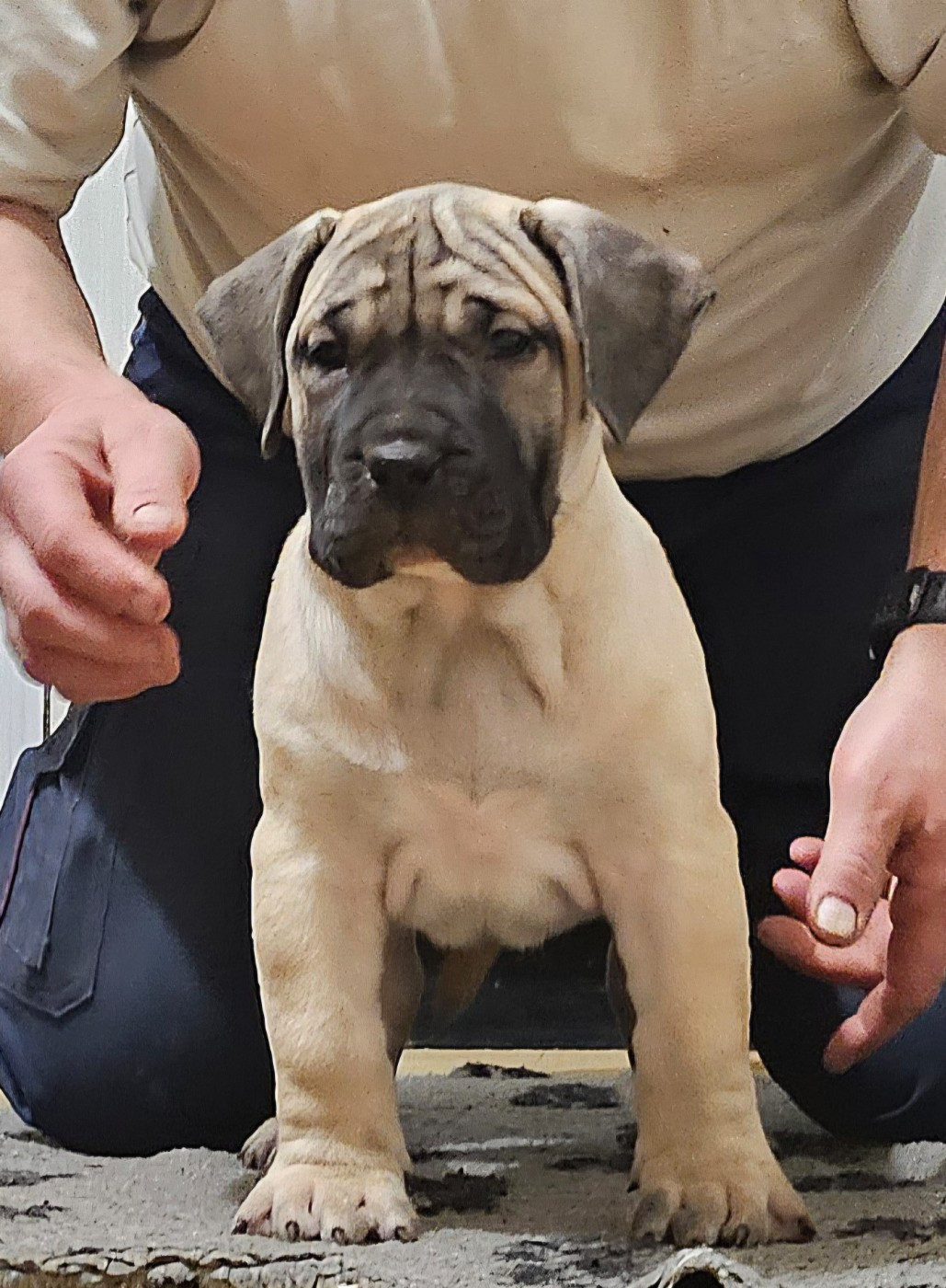 El Véhêmach' - Chiots disponibles - Dogo Canario