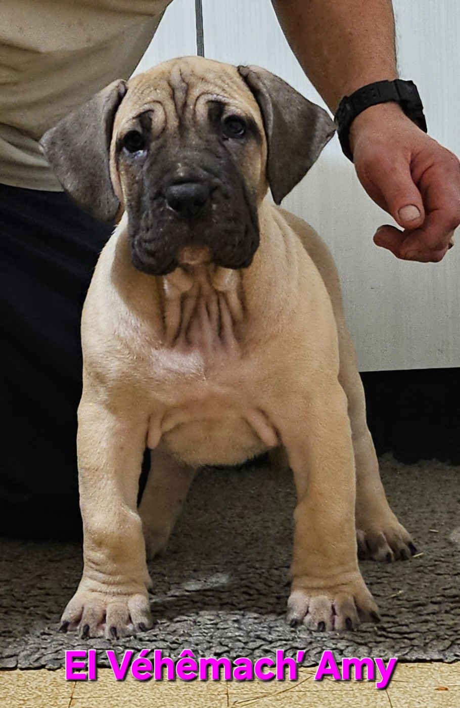 El Véhêmach' - Chiots disponibles - Dogo Canario