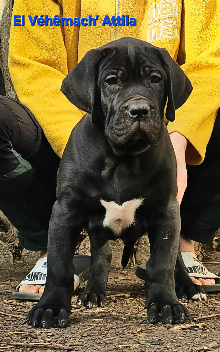 El Véhêmach' - Chiots disponibles - Dogo Canario