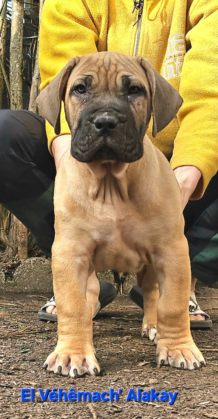 El Véhêmach' - Chiots disponibles - Dogo Canario