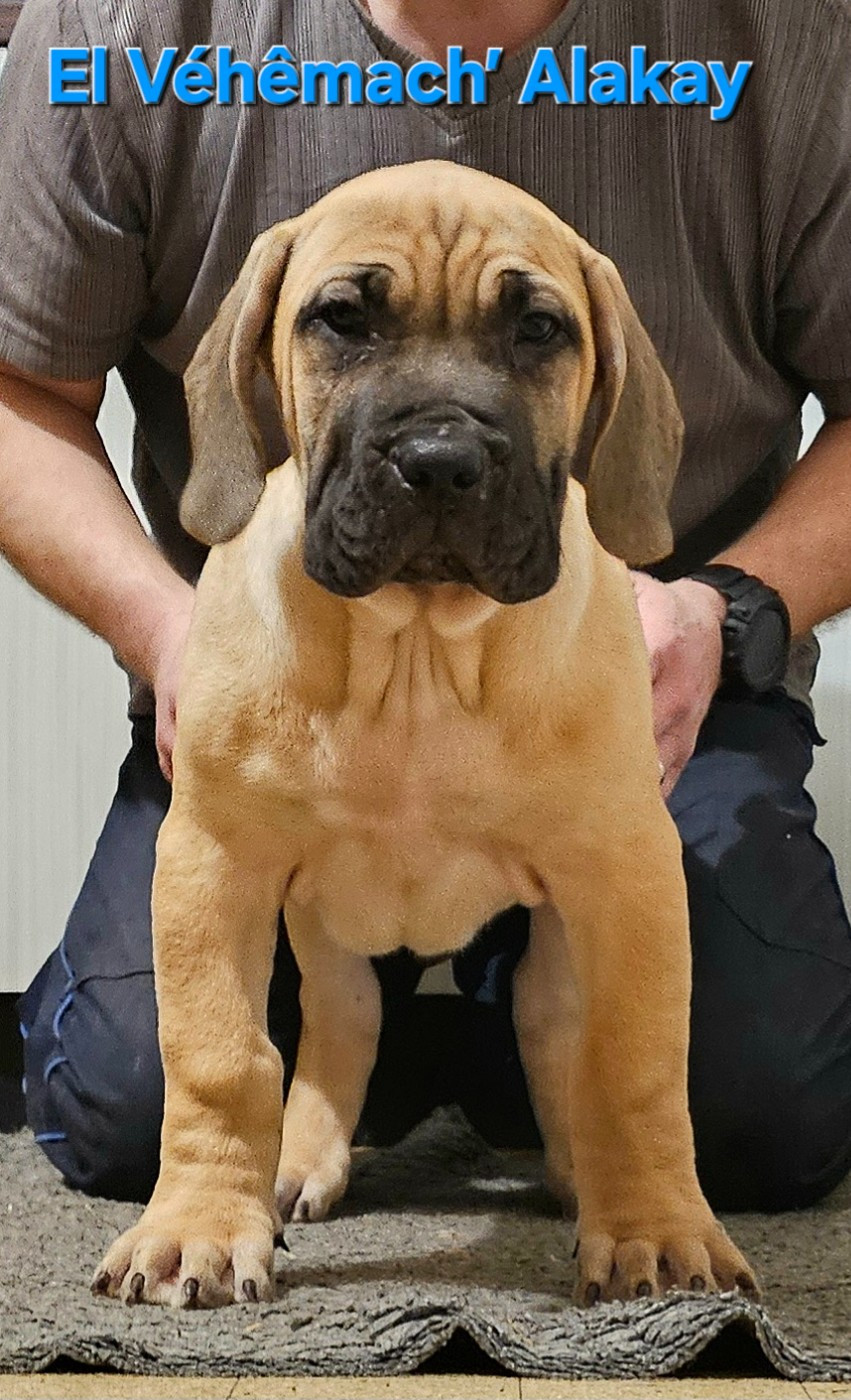 El Véhêmach' - Chiots disponibles - Dogo Canario
