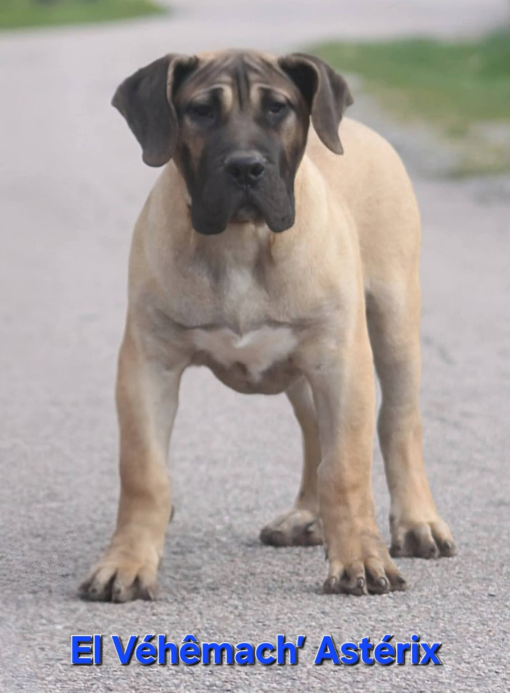 El Véhêmach' - Chiots disponibles - Dogo Canario